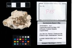 Foto (Objekt + Etikett) von Longodromites excisus (von Meyer, 1857)  (NHMW-GEO-2014-0194-0015)